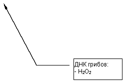 ������� 3: ��� ������: 
- H2O2


